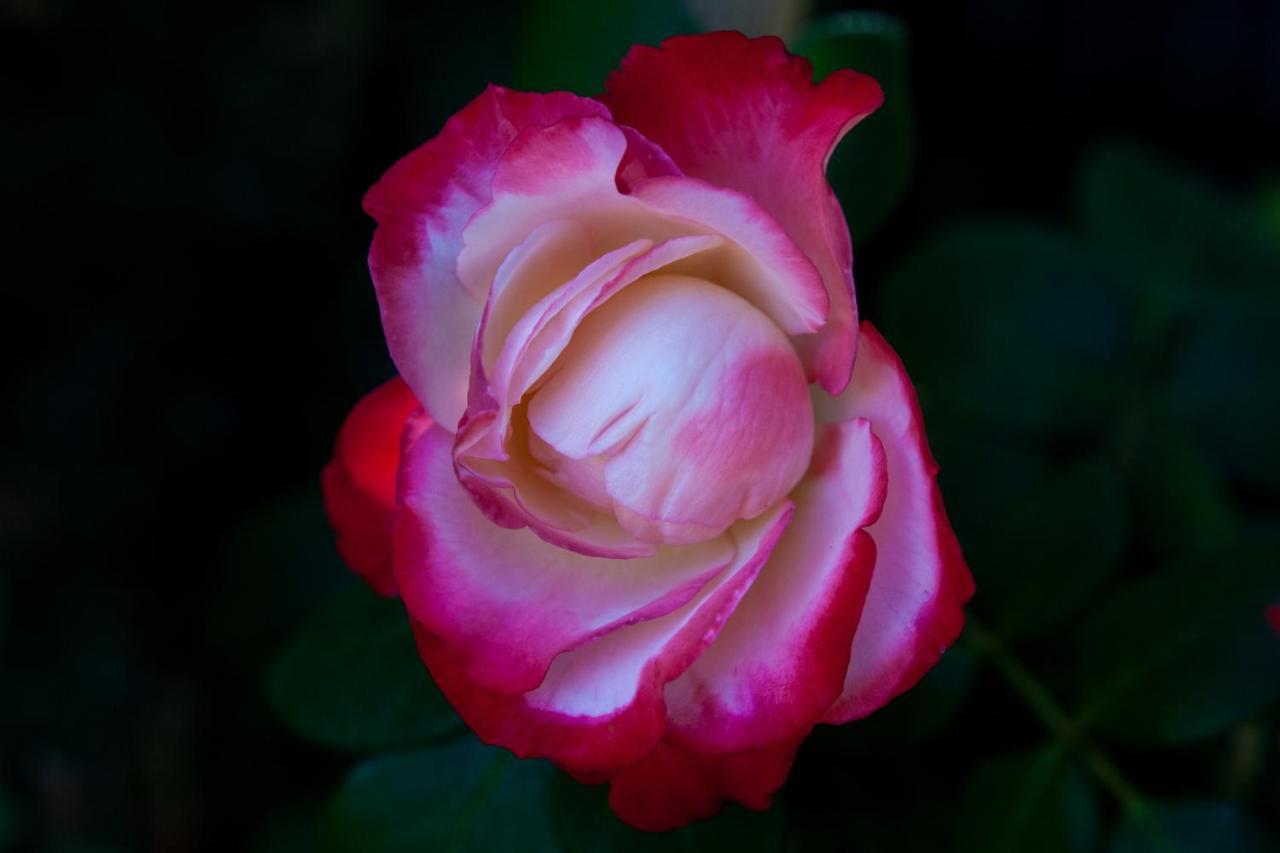Podere Delle Rose * Torre San Severo