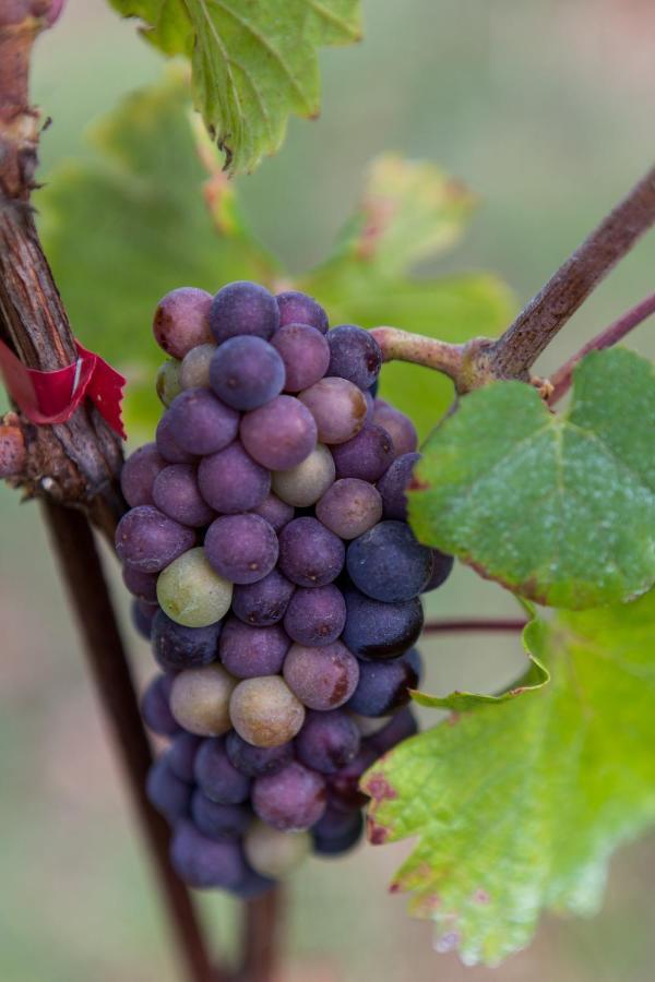 Podere Delle Rose *