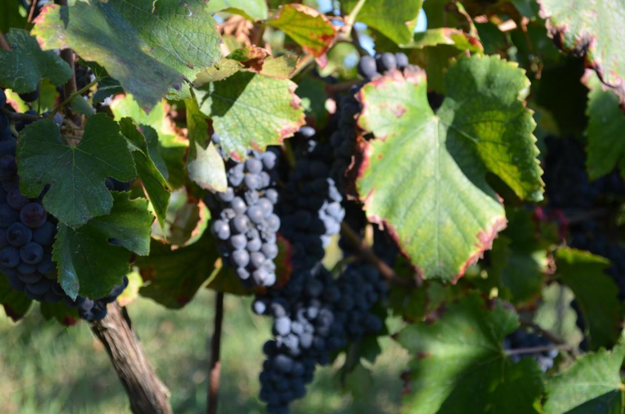 Podere Delle Rose