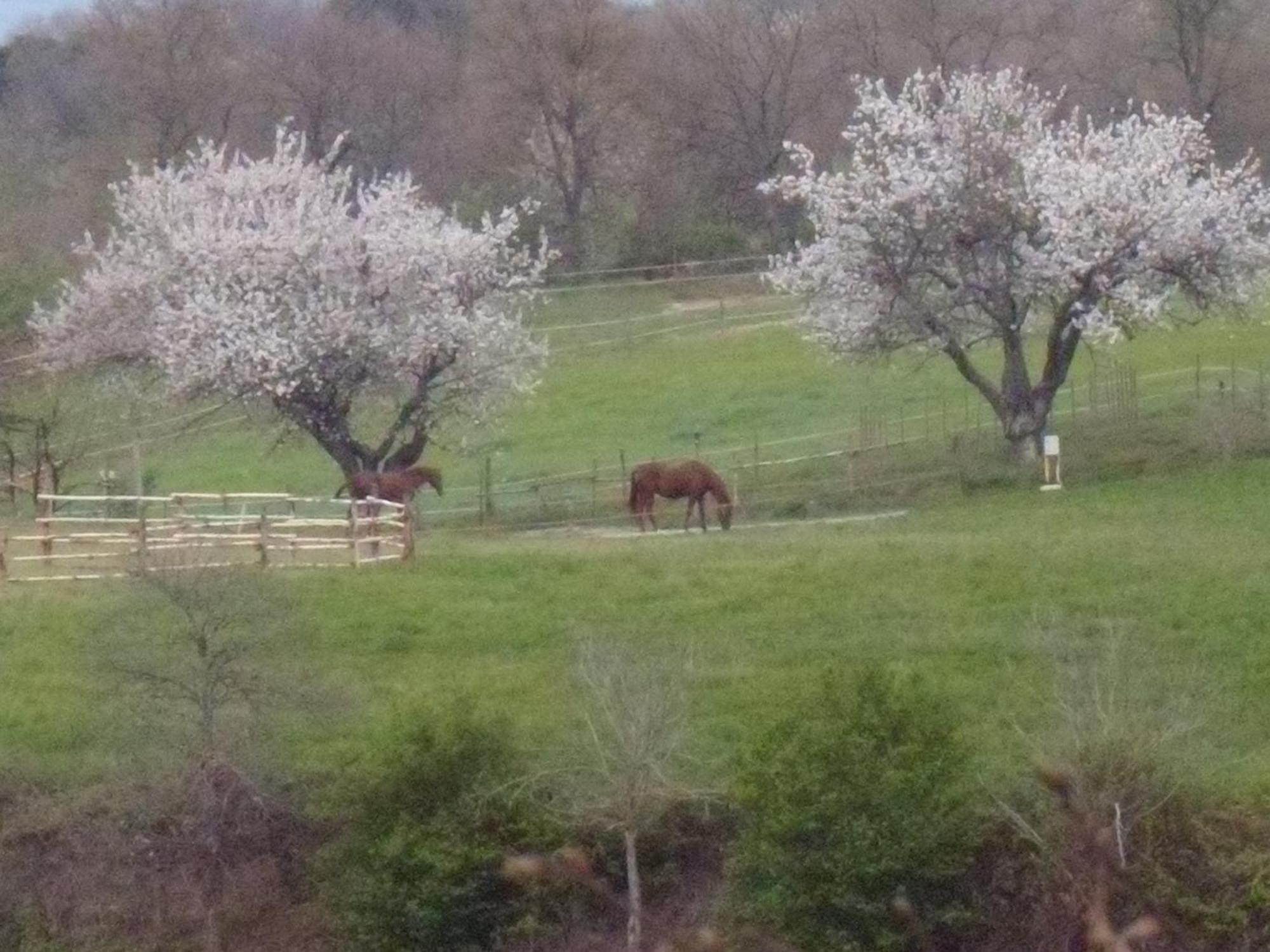 Alojamento de Turismo Rural Podere Delle Rose
