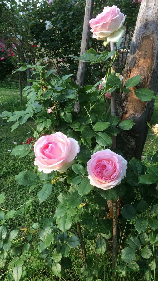 Alojamento de Turismo Rural Podere Delle Rose *